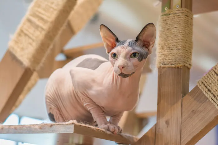Friendly Sphynx cat displaying its characteristic bald, wrinkled appearance