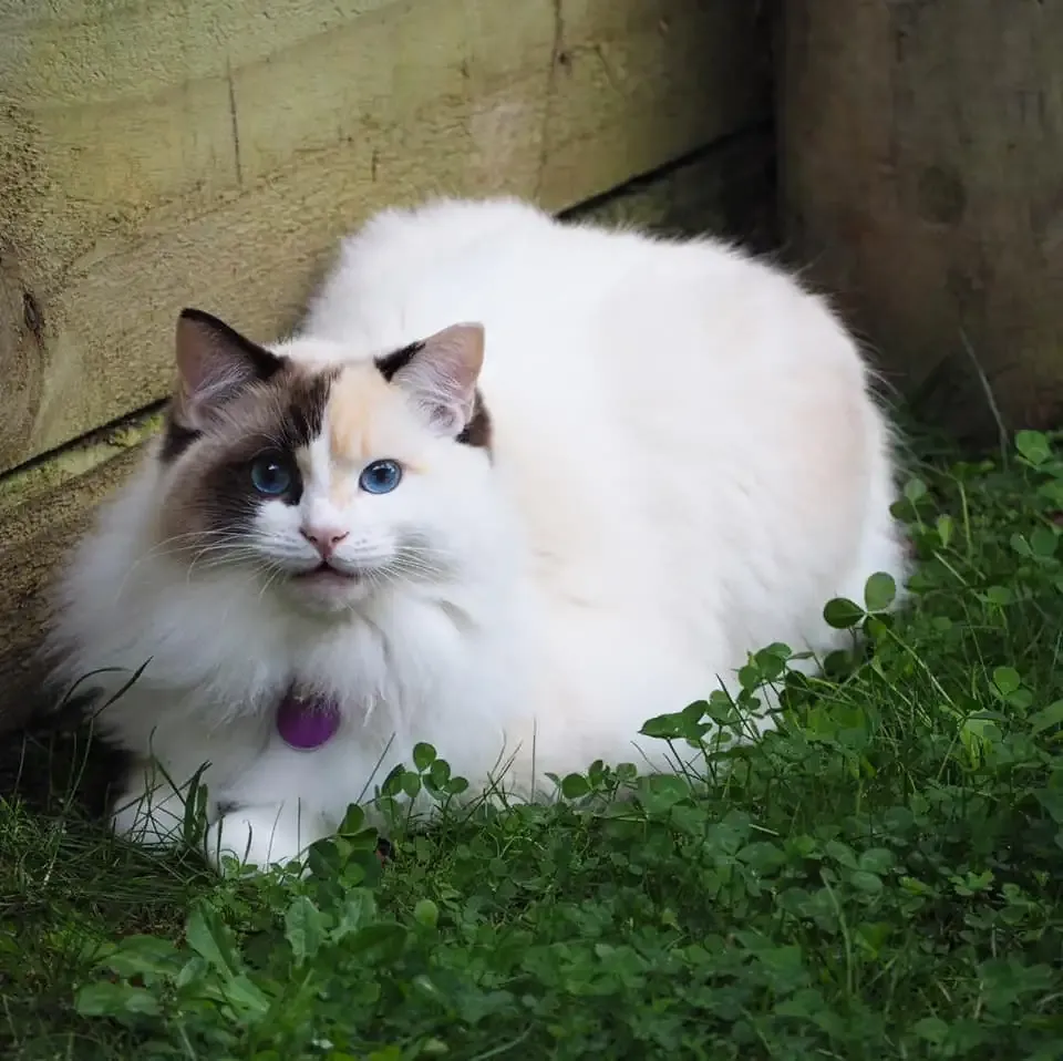 Full body seal tortie bi-color female Ruby