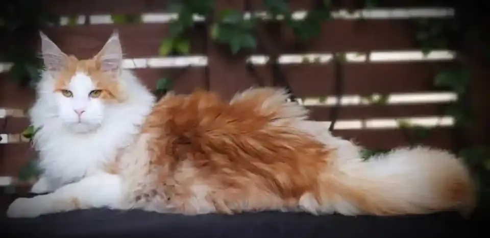 Full-grown red smoke orange and white Maine Coon outdoors