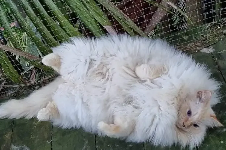 Full view red point male LionKing