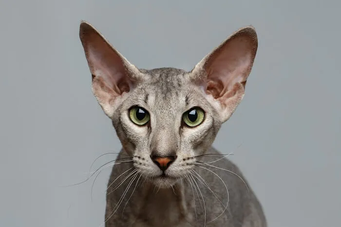 Funny Peterbald cat with playful expression
