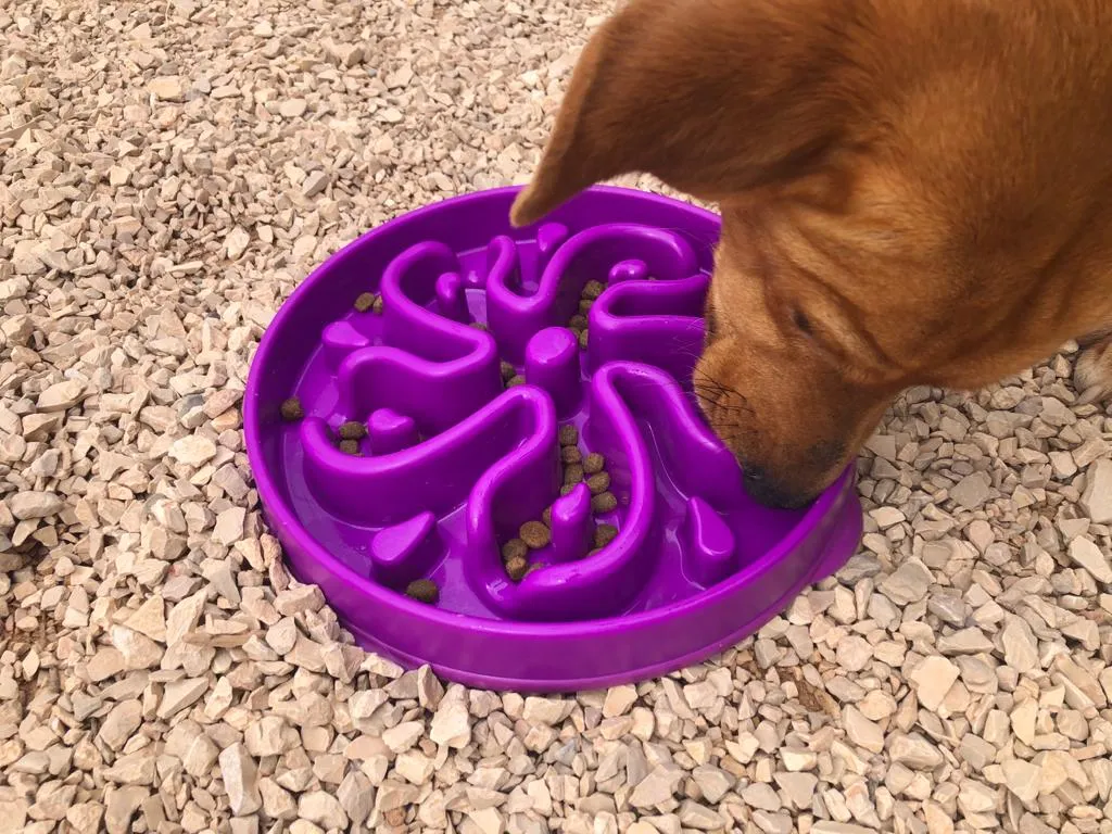 Gau Gau, a shelter dog, diligently working to retrieve food from the Outward Hound Fun Feeder Slow Bowl
