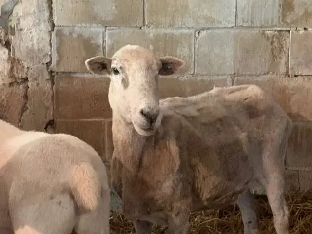 Gentle sheep in a pastoral setting