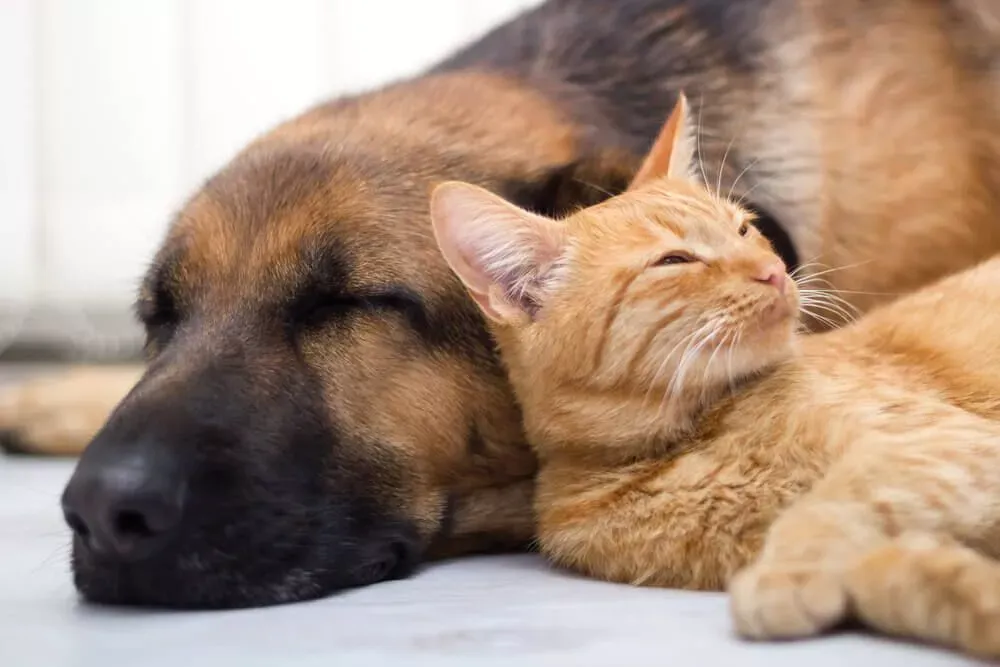 German Shepherd and cat coexisting peacefully in a home environment