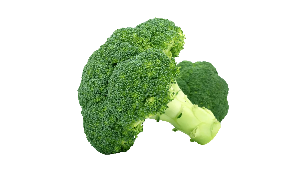 German Shepherd can eat broccoli