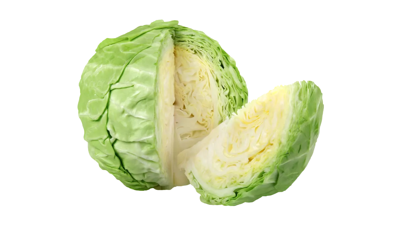 German Shepherd can eat cabbage
