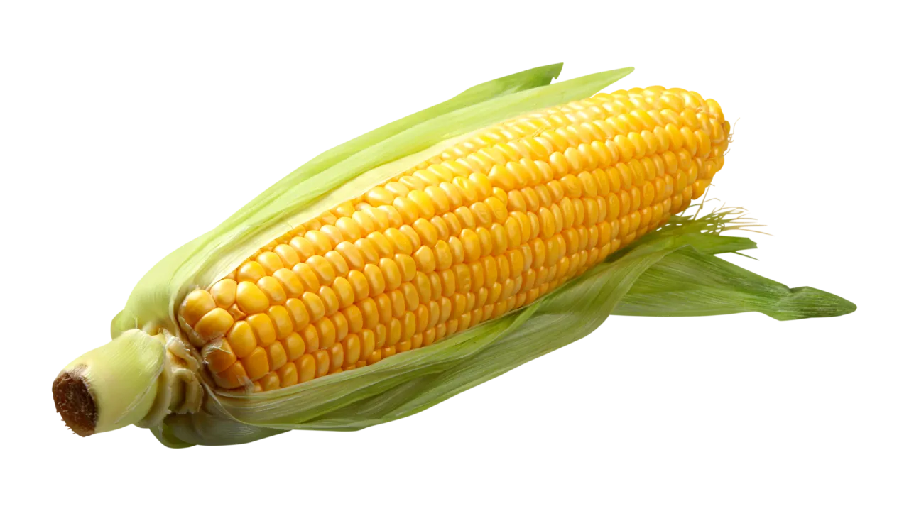 German Shepherd can eat corn