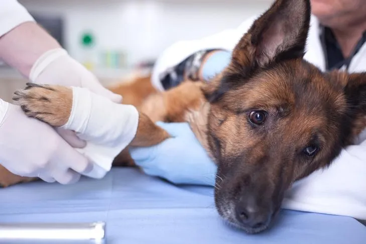 German Shepherd dog getting its foot wrapped by the vet