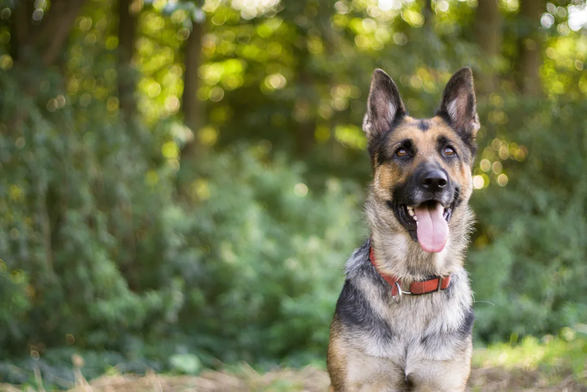 German Shepherd dog panting in a woodland area