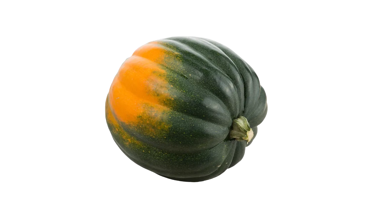 German Shepherd eating acorn squash