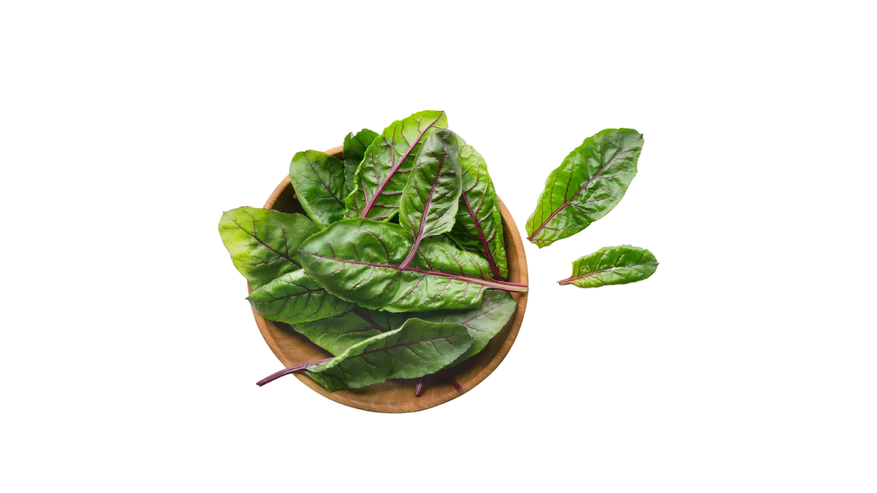 German Shepherd eating beet greens