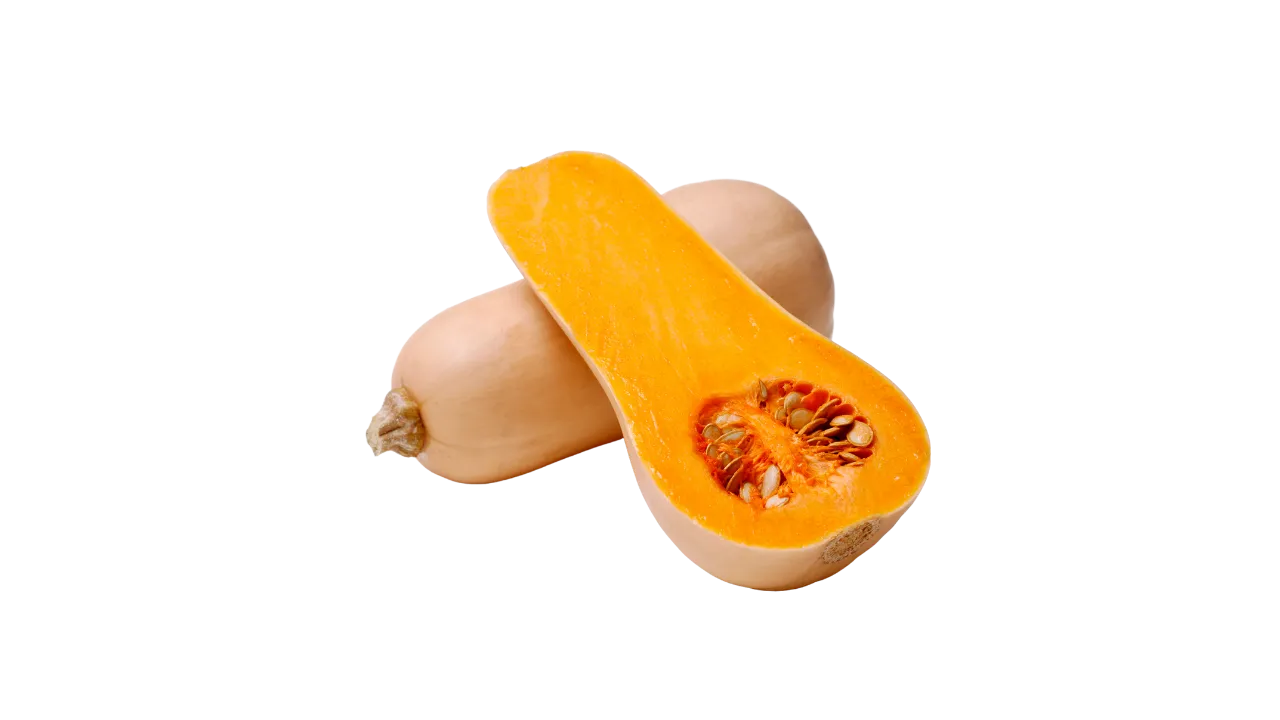 German Shepherd eating butternut squash