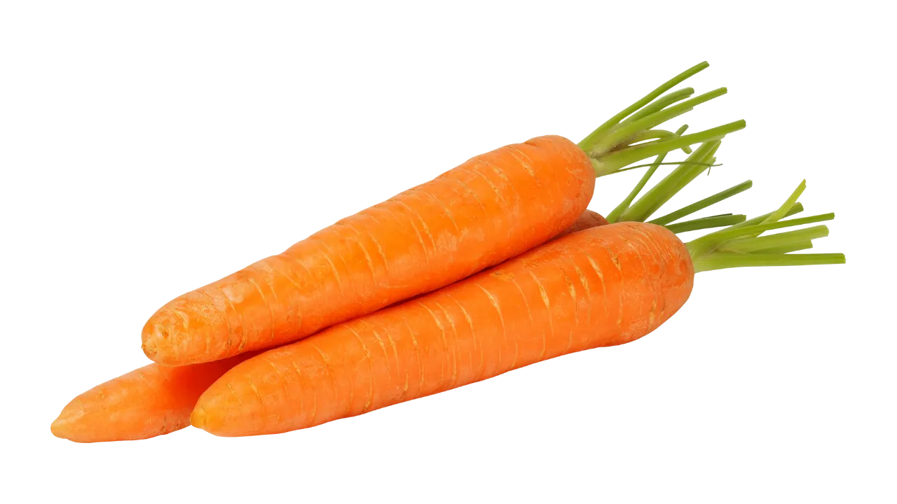 German Shepherd eating carrot