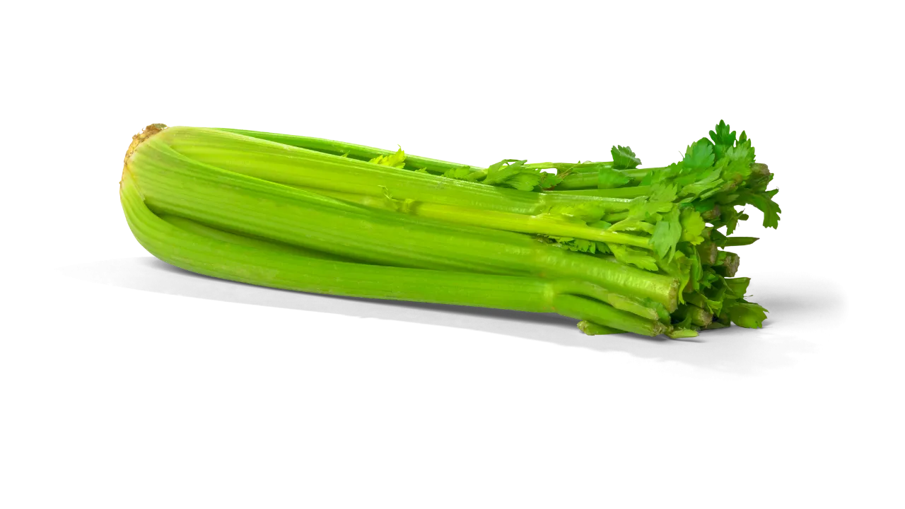 German Shepherd eating celery