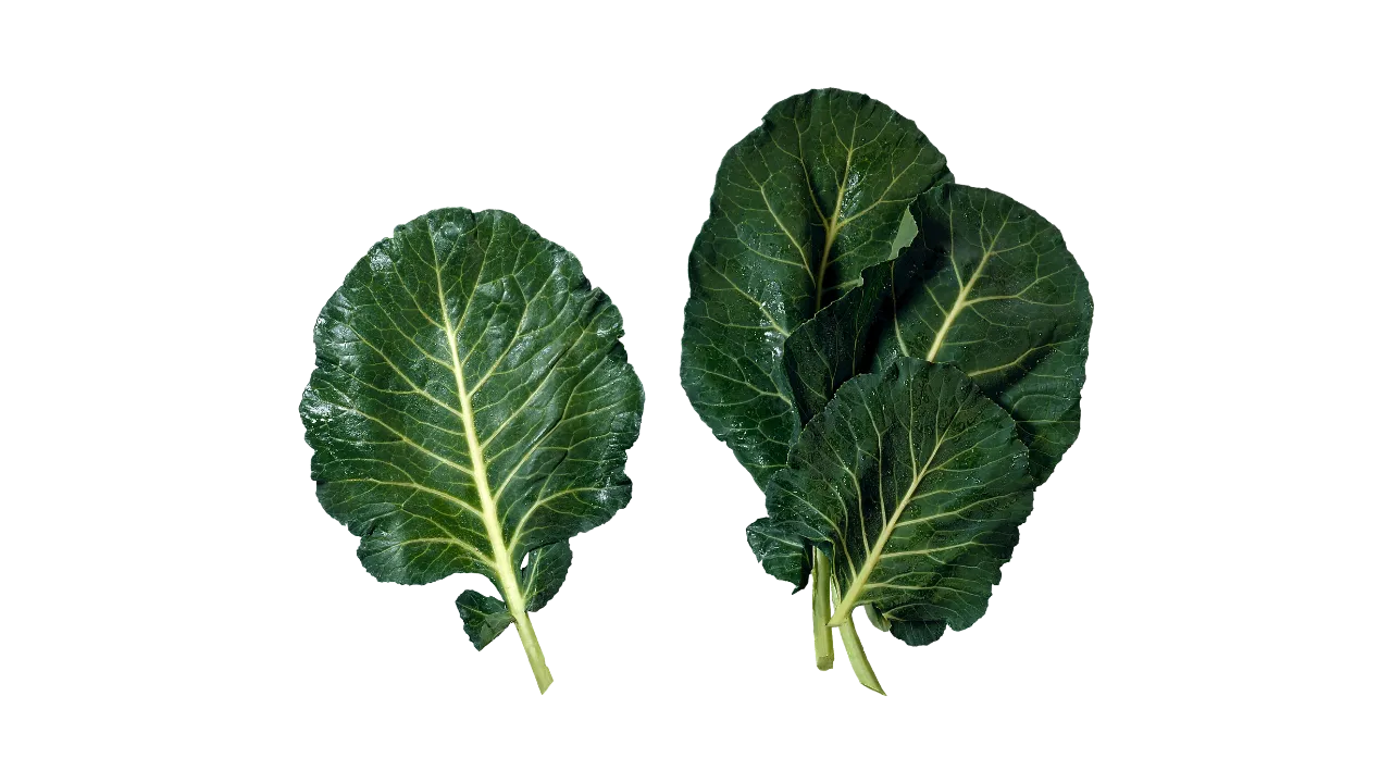 German Shepherd eating collard greens