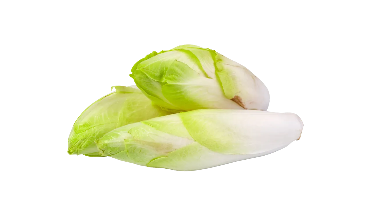 German Shepherd eating endive