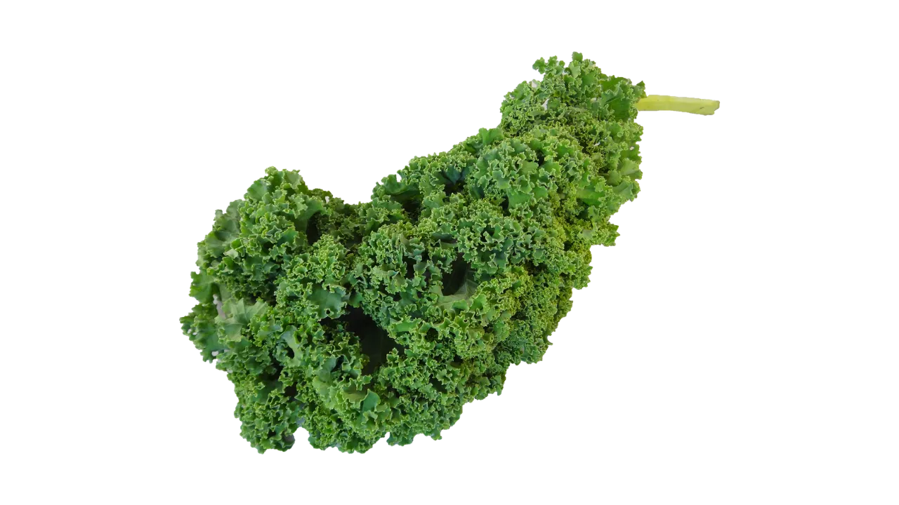 German Shepherd eating kale