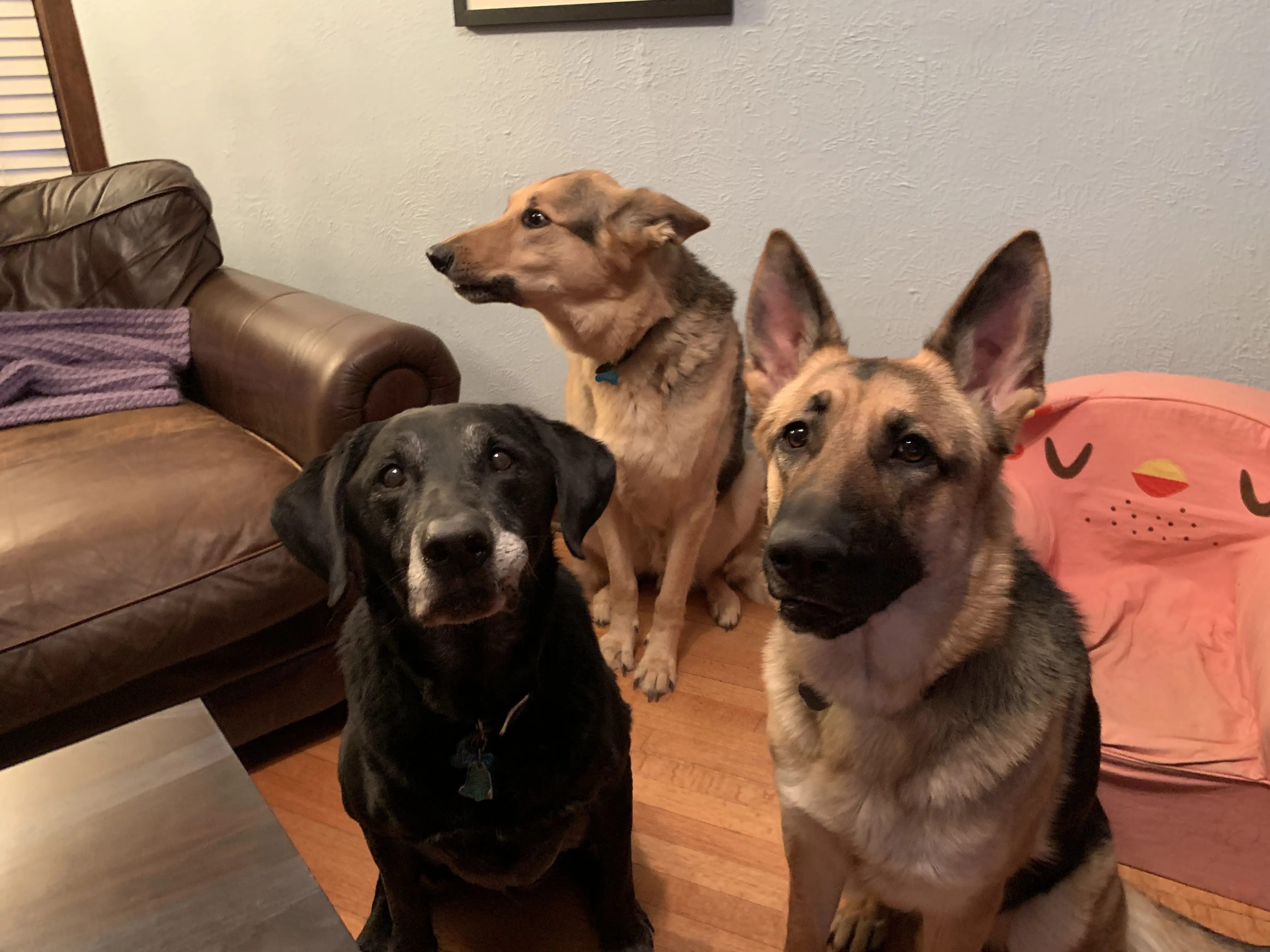 German Shepherd Evy with her housemates, Black Lab Sully and German Shepherd Hogan