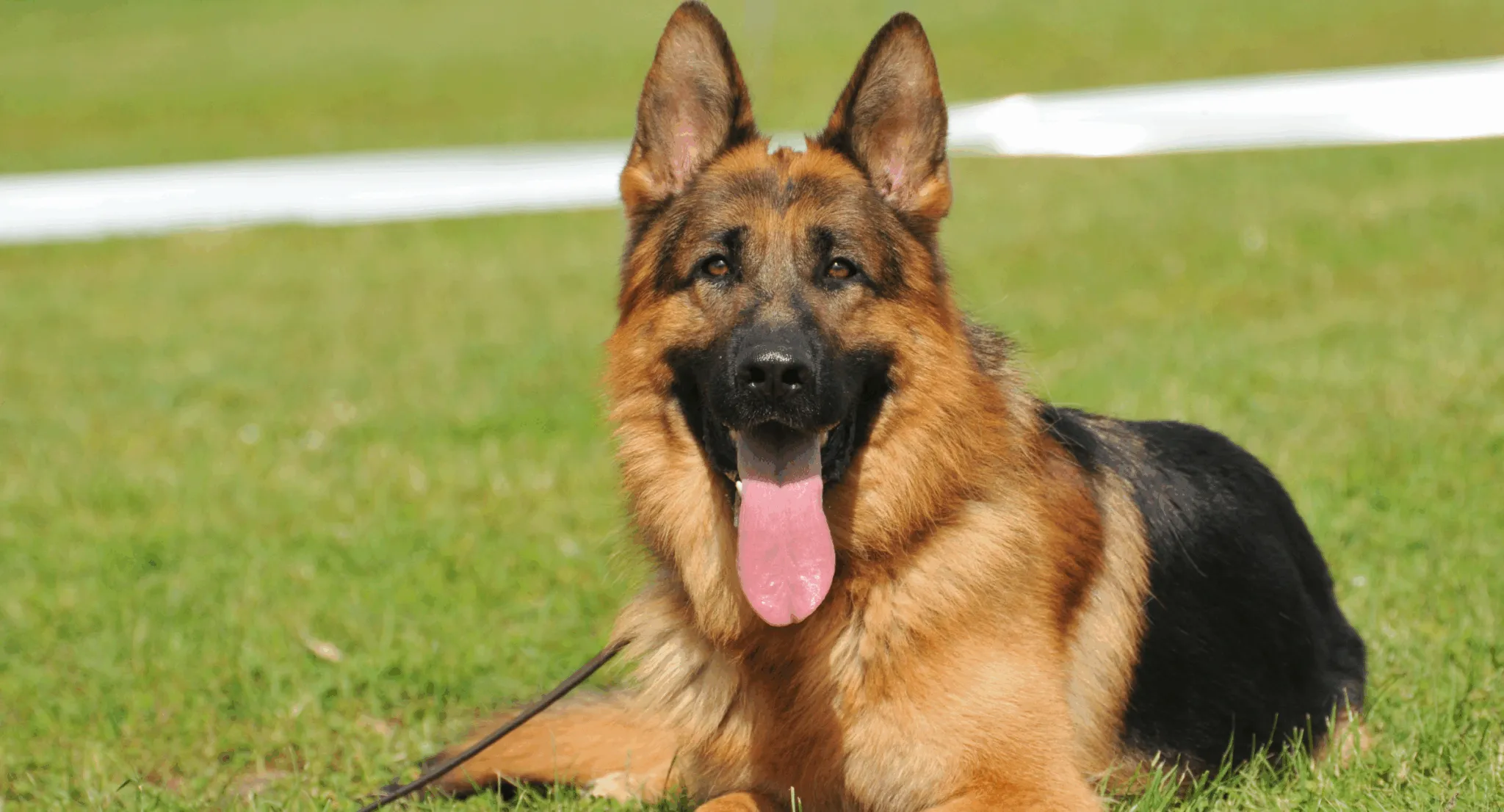 German Shepherd in service dog training