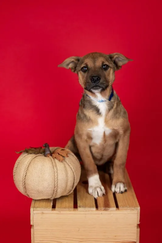 German Shepherd Mix (#977-25), female puppy 13 weeks spayed