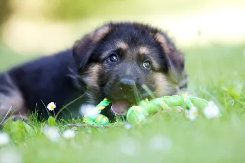 German Shepherd puppy actively chewing on a toy