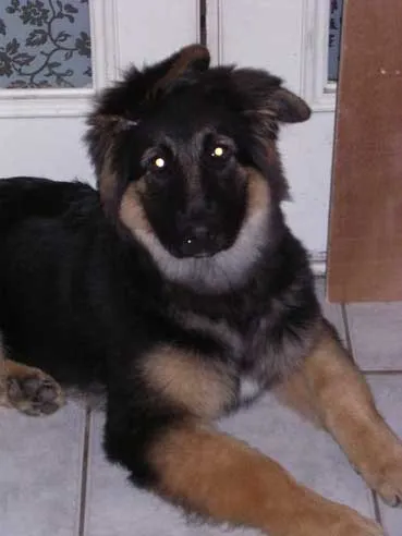 German Shepherd puppy before taping at around 4.5 months