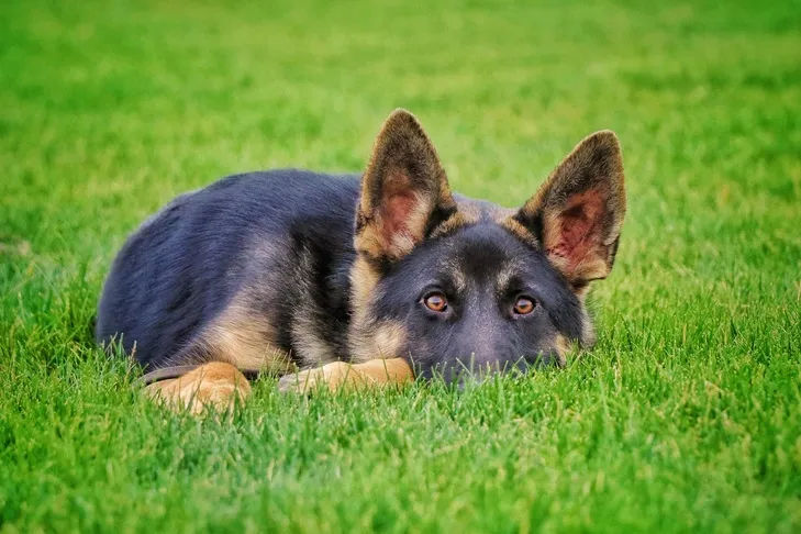 German Shepherd puppy laying down alert in the grass.