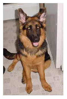 German Shepherd puppy with successfully standing ears after taping