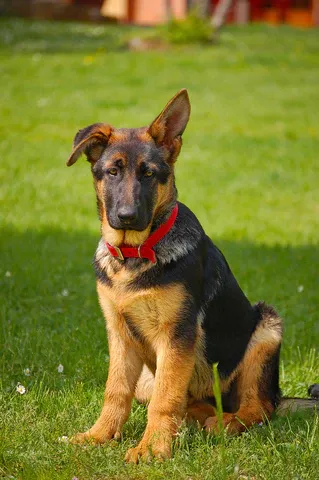 German Shepherd puppy with taped ears for support