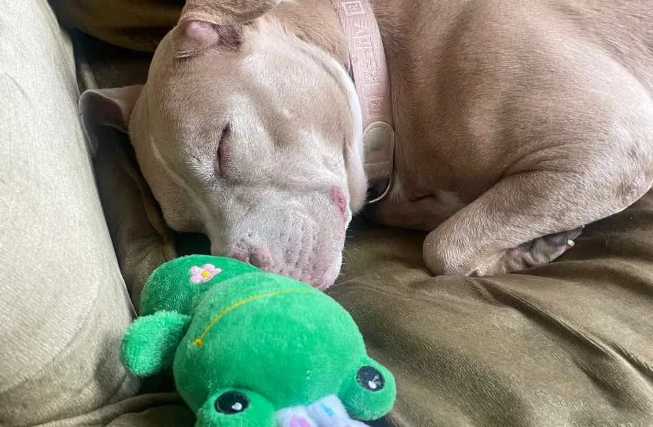Gert Schooly with a rescued Pitbull, highlighting the bond between humans and adopted dogs