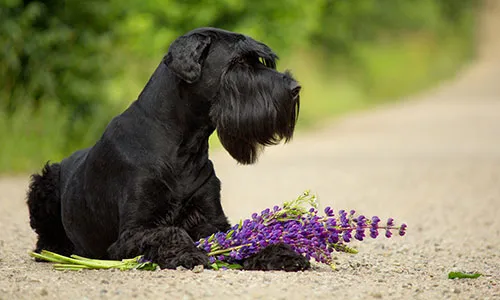 Giant Schnauzer with a distinctive black wiry coat and bushy eyebrows