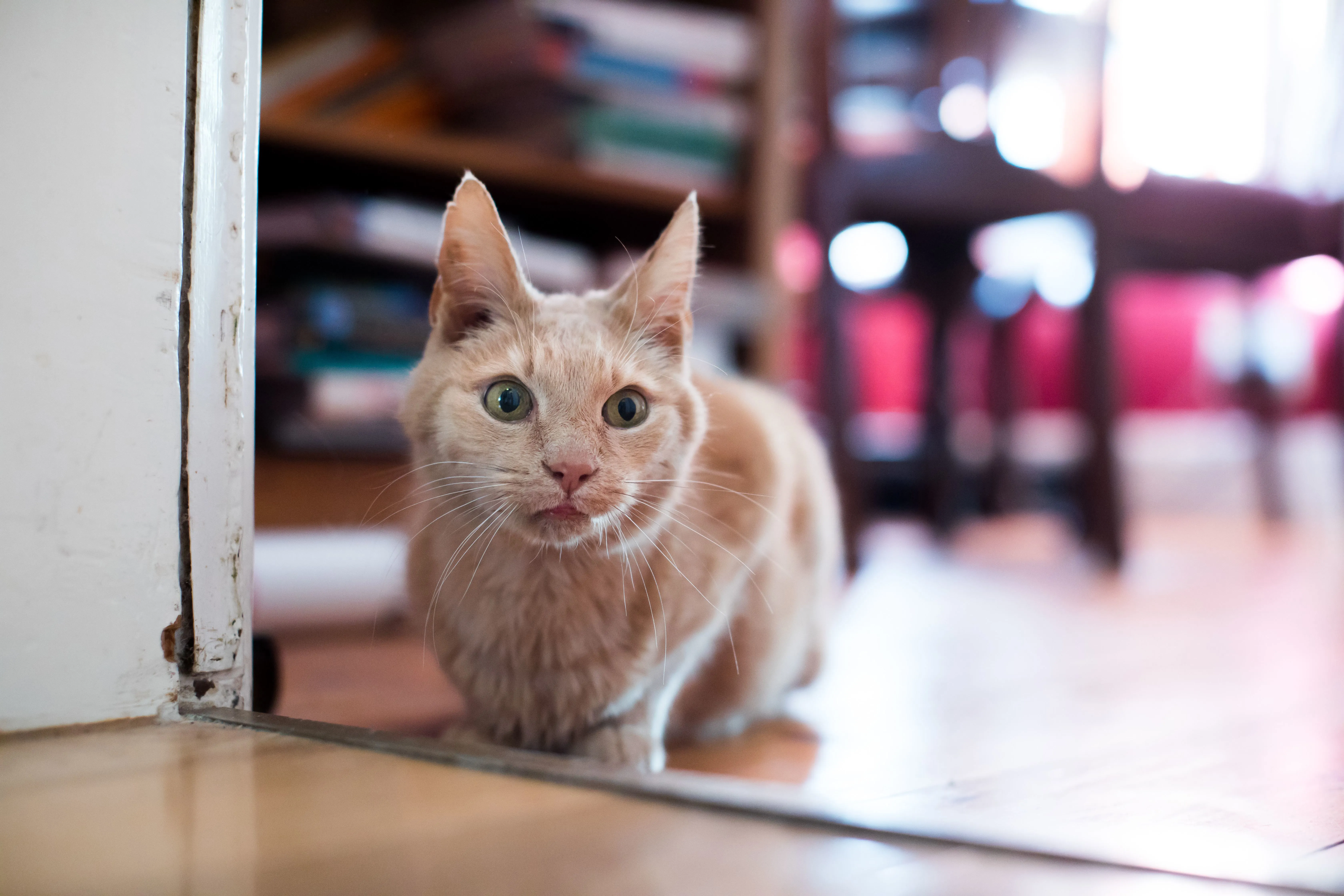 Ginger cat crouched curiously by an open door