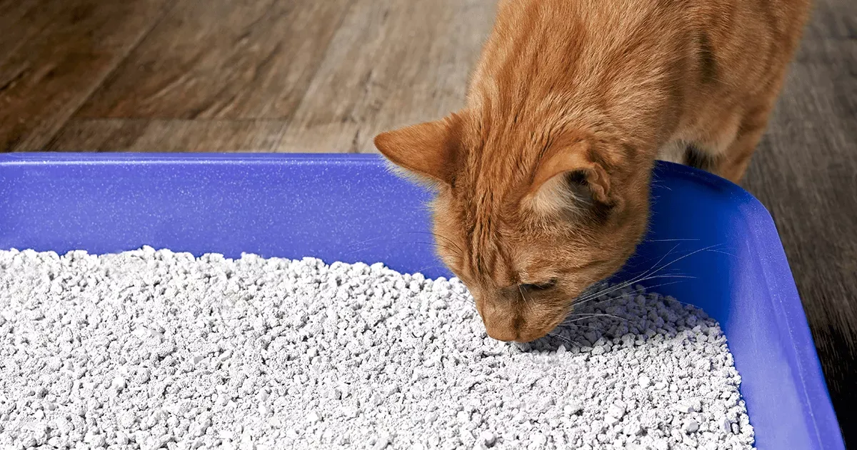 Ginger cat curiously sniffing the litter box substrate