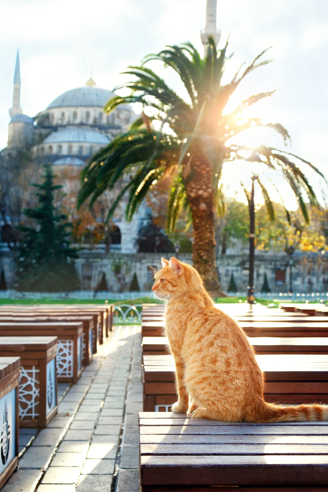 ginger cat of the Blue Mosque