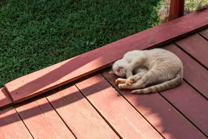 Ginger cat relaxing on garden decking