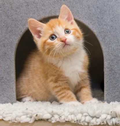 Ginger kitten sitting in a cat house looking up