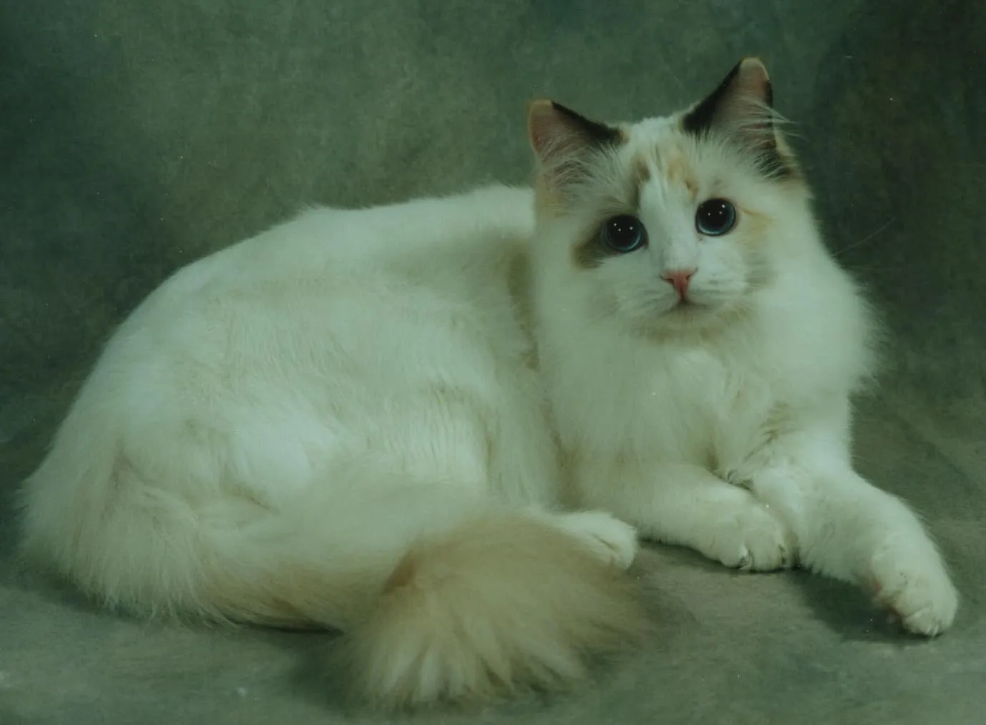 Glory, chocolate tortie bicolor Ragdoll from Lonerock Ragdolls