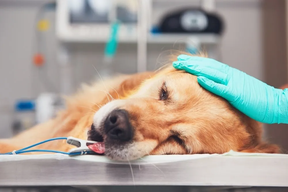 Golden retriever after surgery on its leg