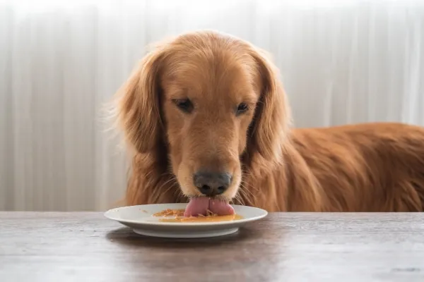 Golden Retriever cleaning up dishes, highlighting prevention