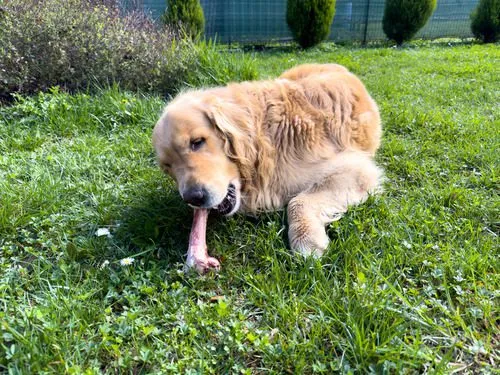 Golden Retriever dog eating ham bone on grass, showcasing the potential dangers of bone consumption