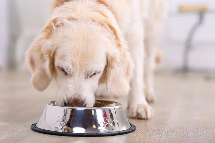 Golden Retriever eating from a stainless steel bowl indoors