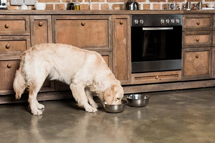Golden Retriever eating from bowls on the kitchen floor.