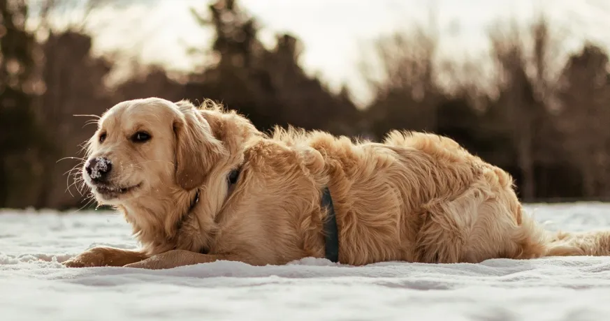 Golden Retriever in snow showing obesity risks