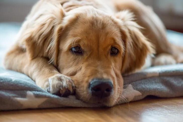 Golden Retriever laying down on a dog bed at home.