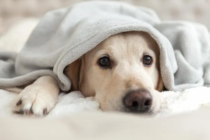 Golden Retriever laying down under a blanket.
