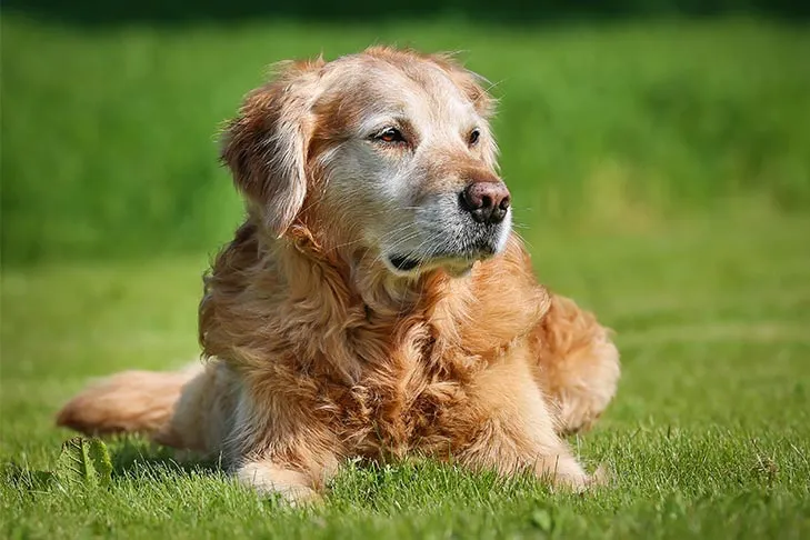 Golden Retriever lying down peacefully in a grassy outdoor area.