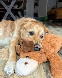 Golden retriever playing with a large moose dog toy outdoors