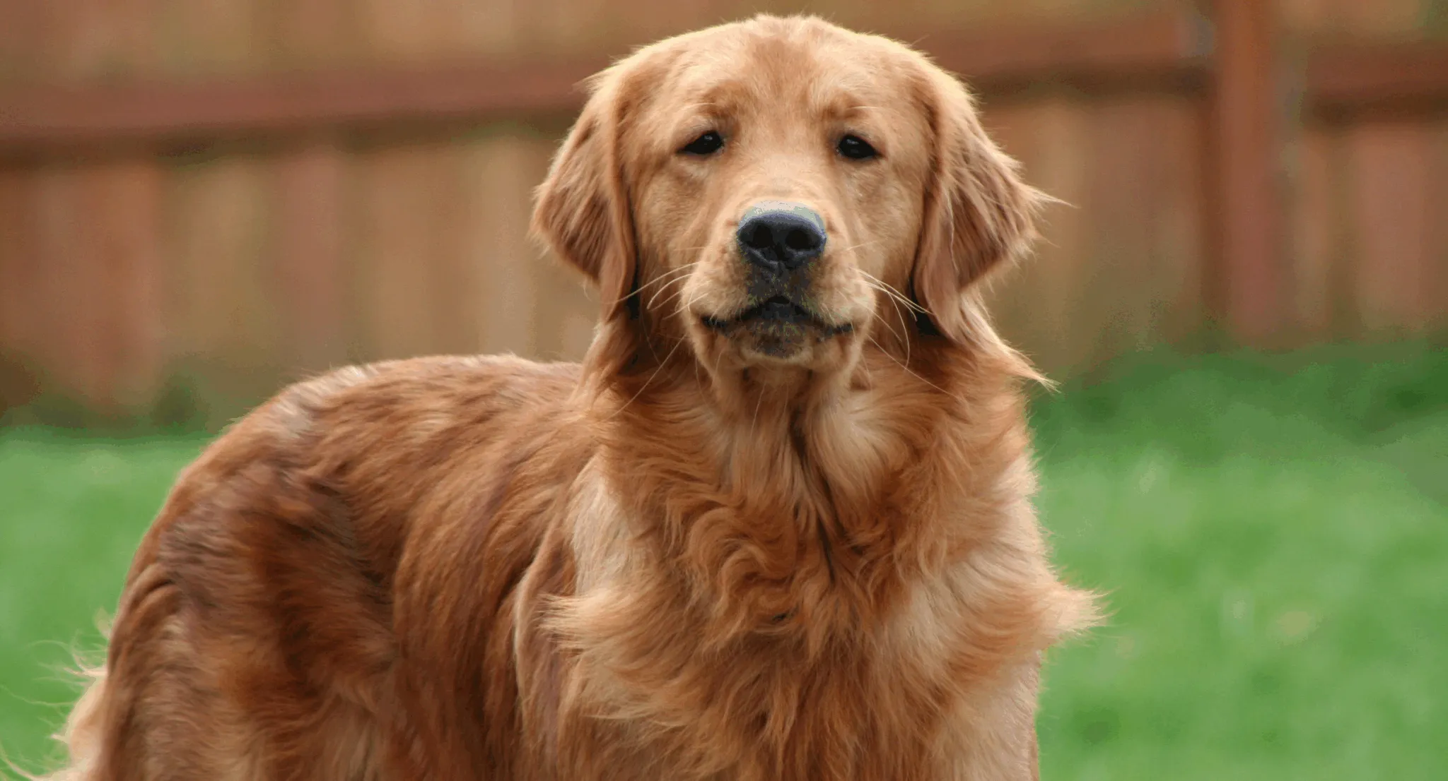 Golden Retriever providing emotional support as service dog