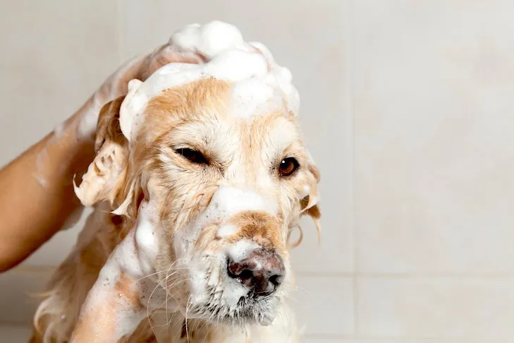 Golden Retriever puppy getting a bath, enjoying the gentle water.