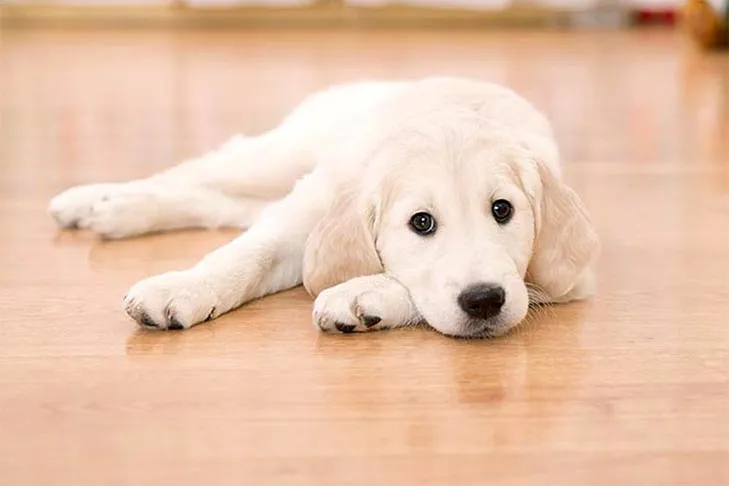 Golden Retriever puppy laying indoors on a wood floor.